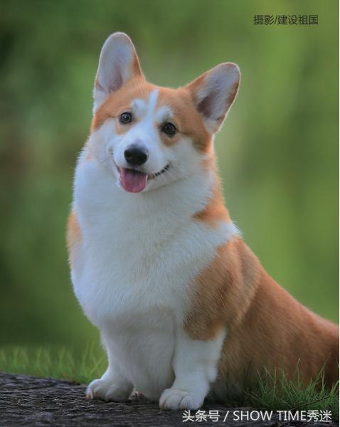 我和我的柯基犬王国