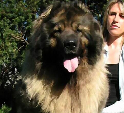 成年犬呕吐怎么办,成年犬呕吐厉害咋办