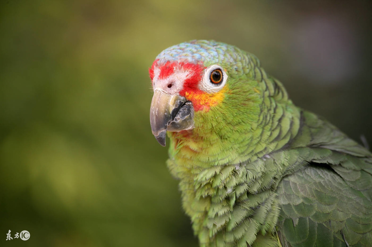 聪明的鹦鹉,聪明的鹦鹉童话故事