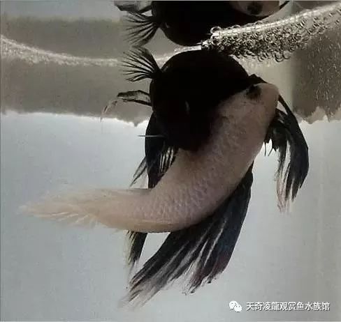 观赏鱼体内的寄生虫如何治疗,观赏鱼寄生虫治疗处理