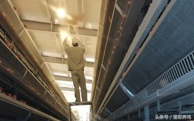 大雪天气怎么保护鸡,室内养殖鸡如何保温