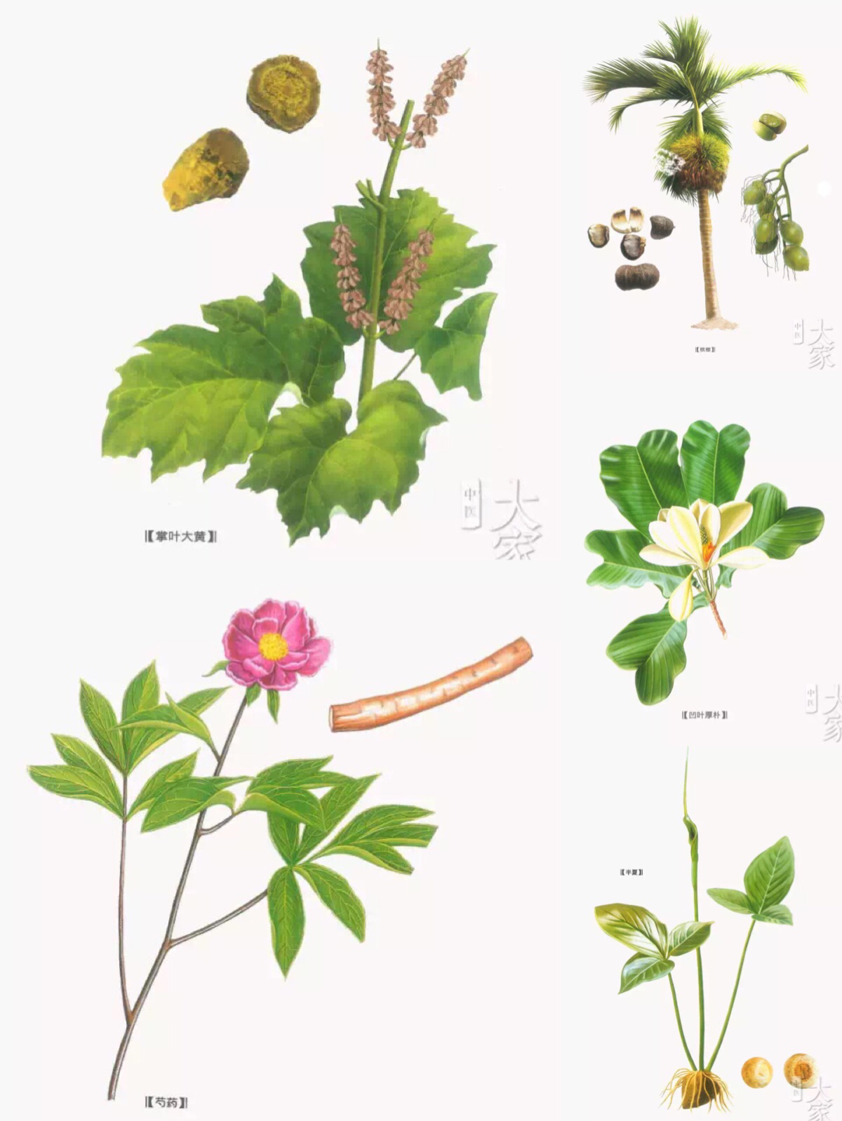 小儿豉翘清热颗粒和小儿柴桂区别,小儿豉翘清热颗粒是抗病毒的药吗