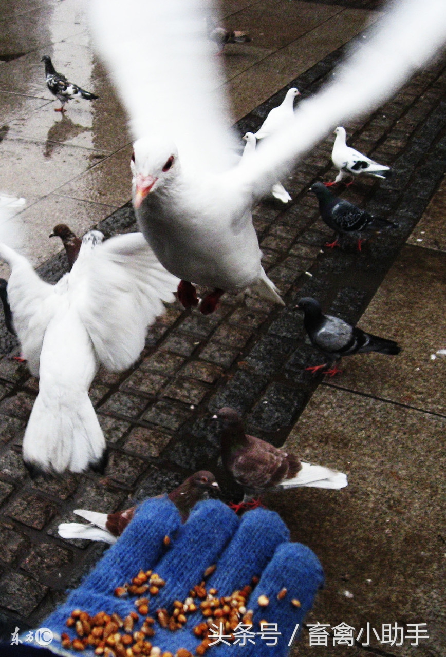 亲鸟为什么不给幼鸟保温,亲鸽不喂幼鸽怎么办