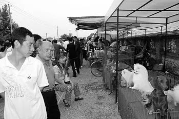 狗场黑幕,狗市骗局