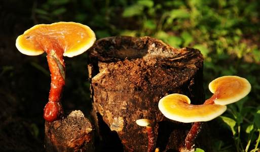 长期吃灵芝孢子粉危害,同仁堂灵芝孢子粉价格