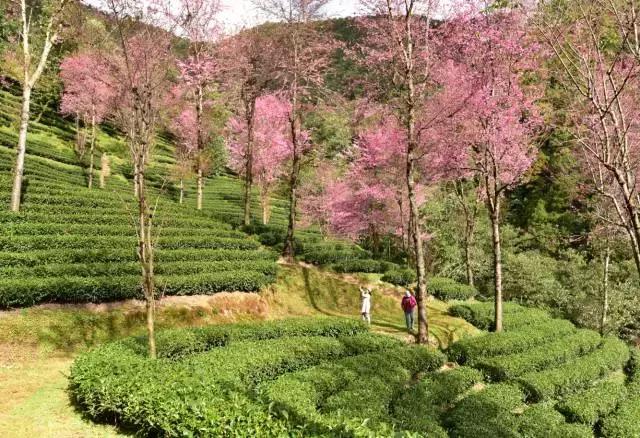 无量山樱花谷夏天,无量山樱花谷雾里看花