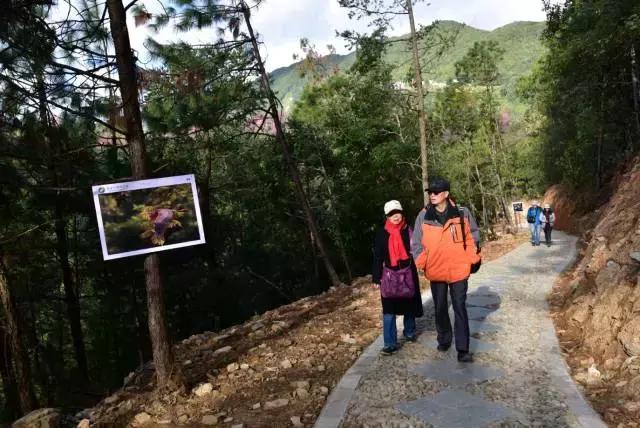无量山樱花谷夏天,无量山樱花谷雾里看花