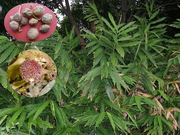 砂仁海南砂仁,海南砂仁不带皮的砂仁图