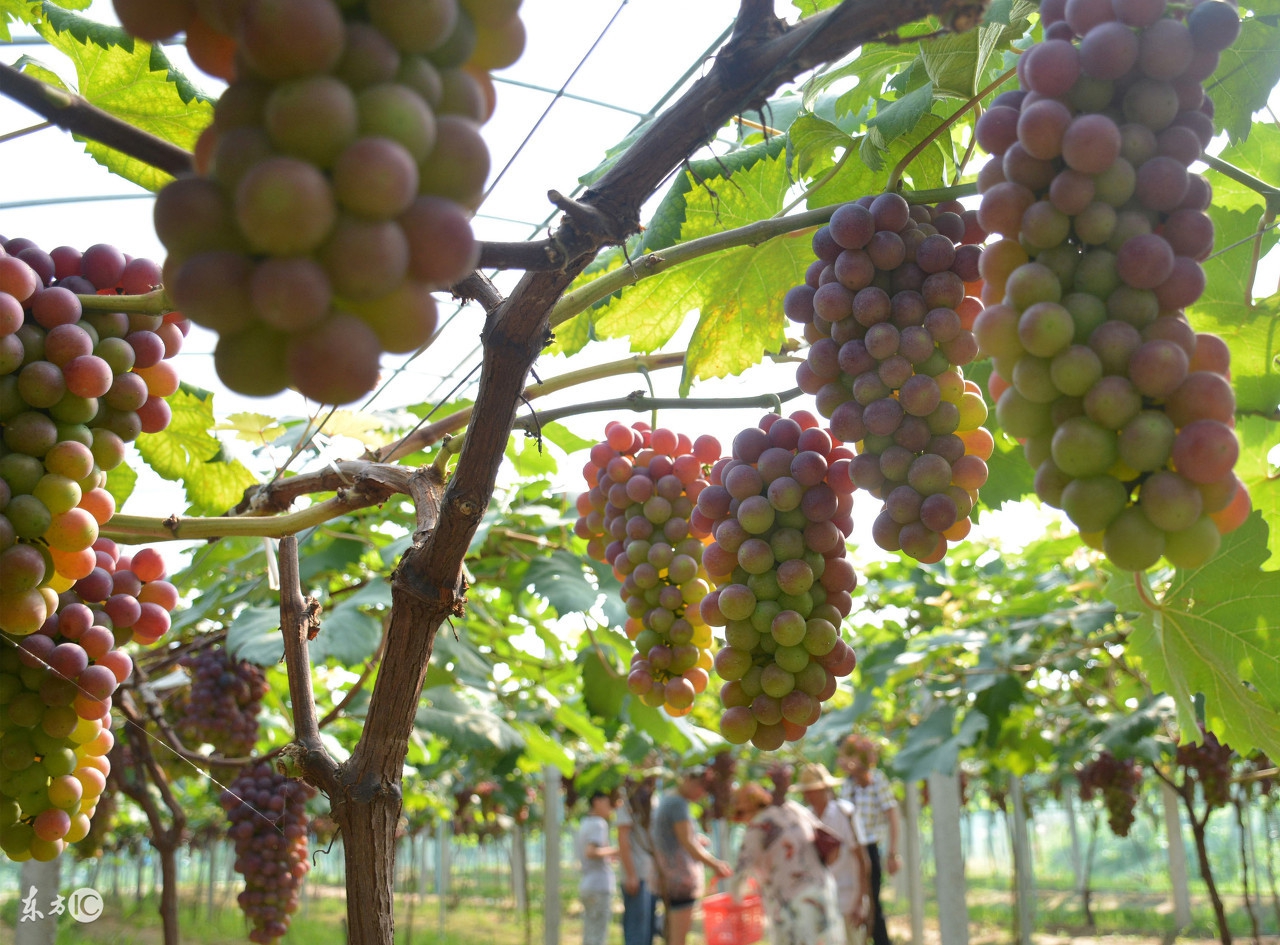 新种葡萄苗不抽条怎么办,新种的葡萄发芽该怎么管理