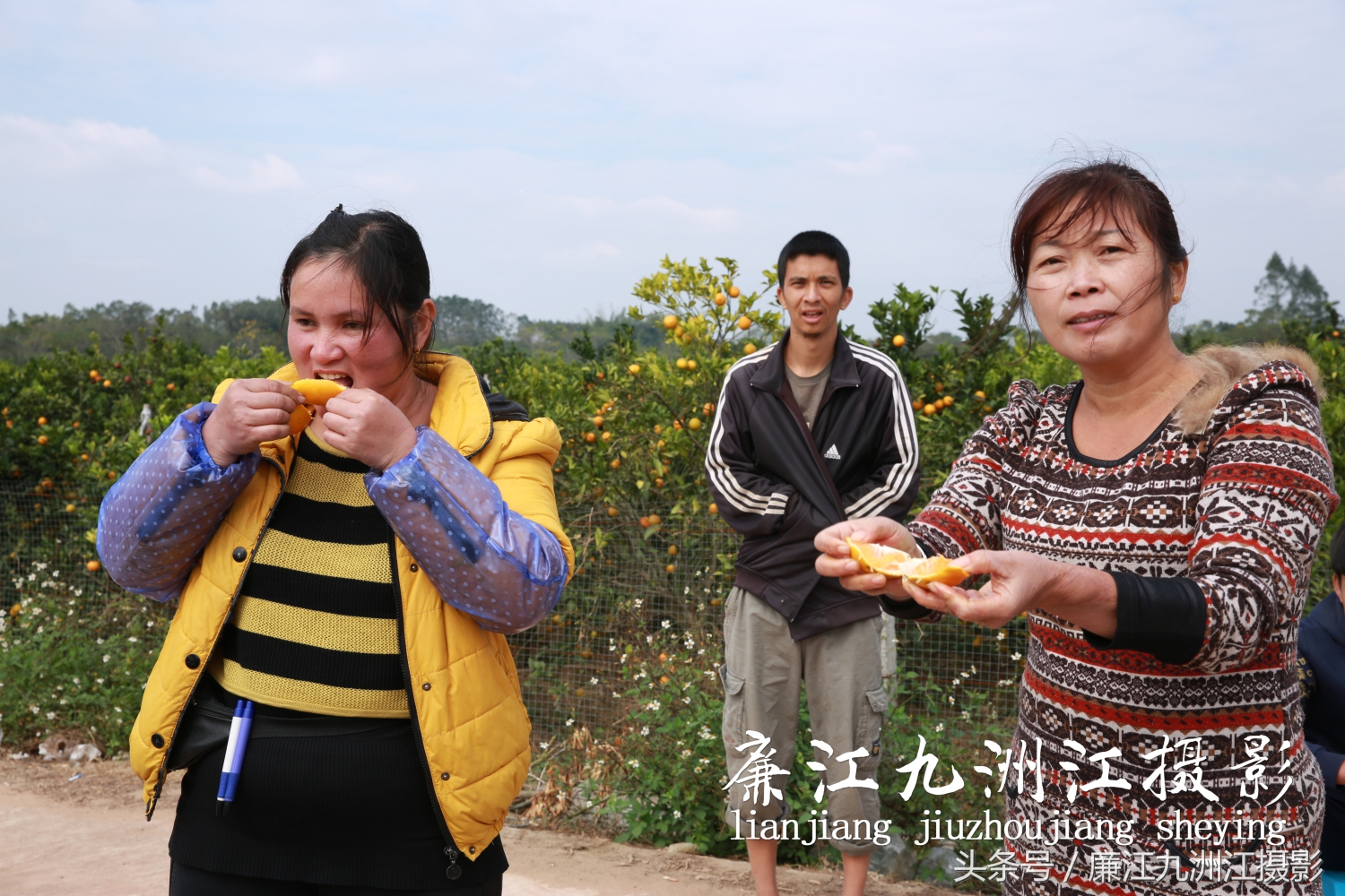 廉江摘橙子旅游,廉江摘橙子一日游攻略
