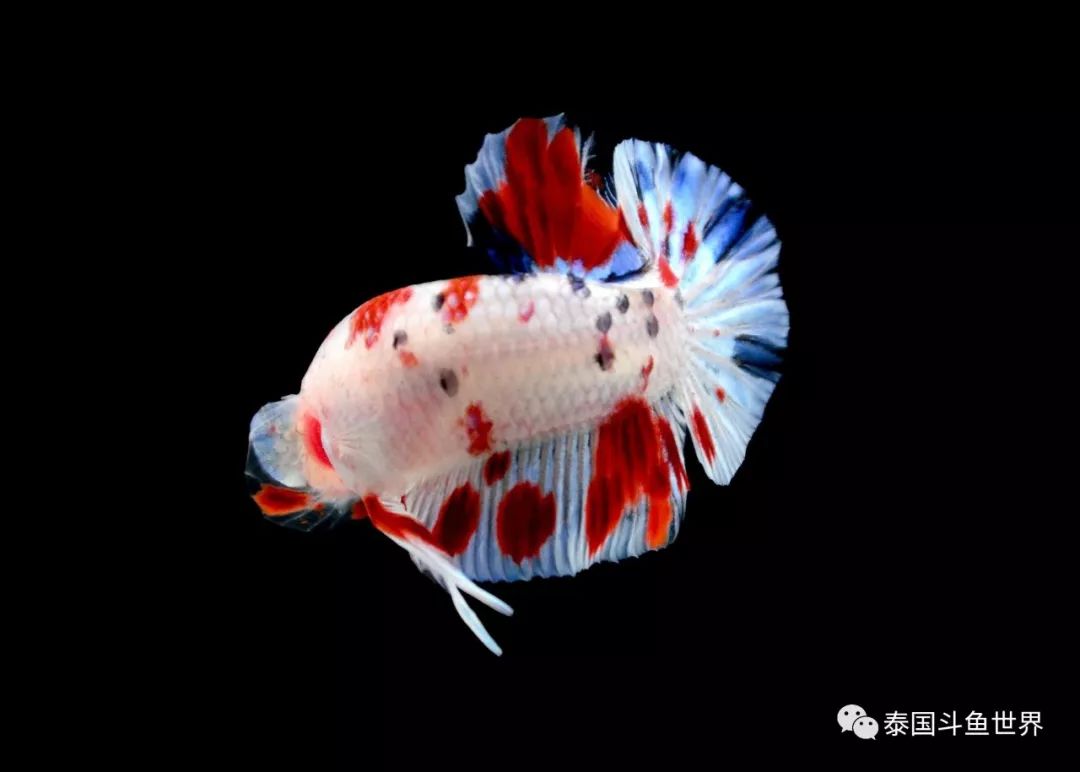 泰国斗鱼拍卖小丑鱼,泰国斗鱼拍卖最新视频