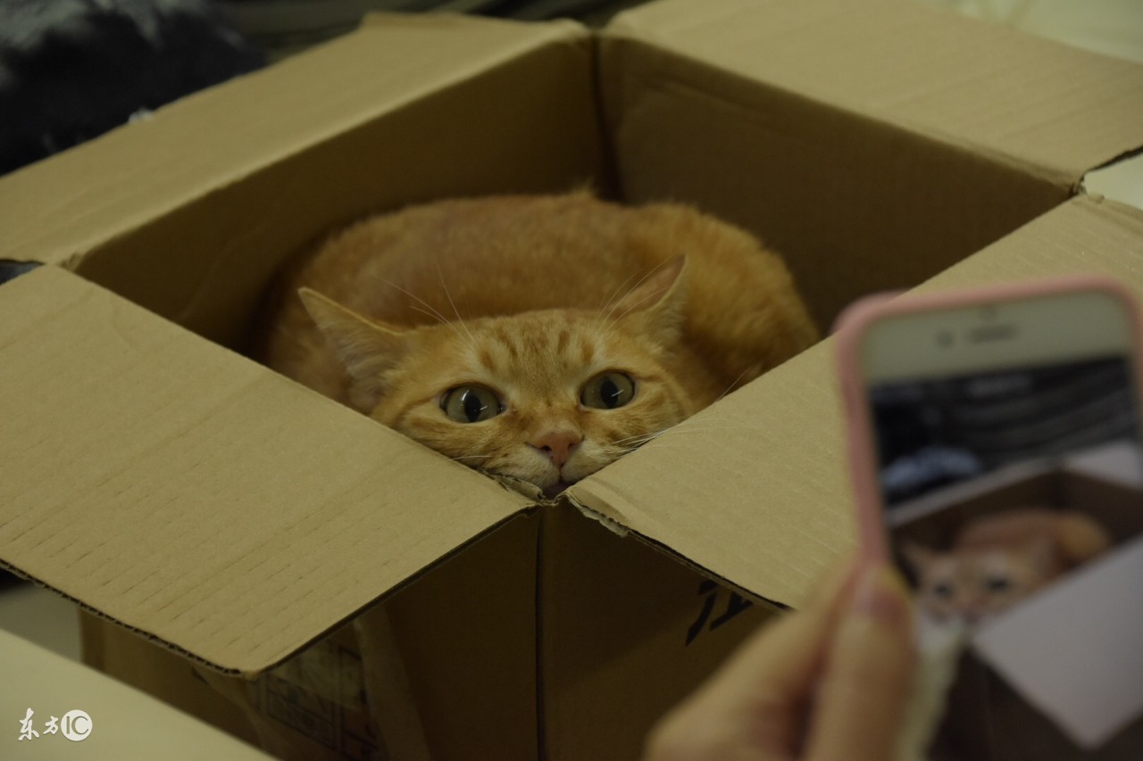 看完你就知道人为什么喜欢养猫了,终于知道为什么都喜欢养猫了