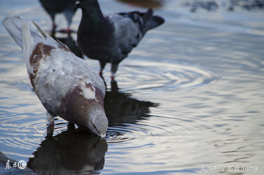 亲鸟为什么不给幼鸟保温,亲鸽不喂幼鸽怎么办