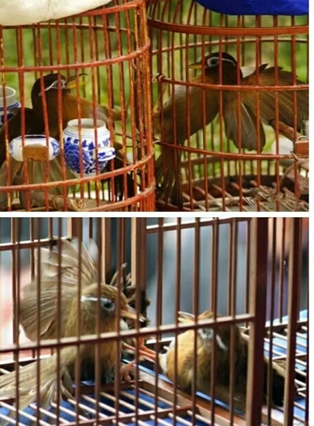 凯里到麻江县乌羊麻苗寨,麻江乌羊麻苗寨怎么去