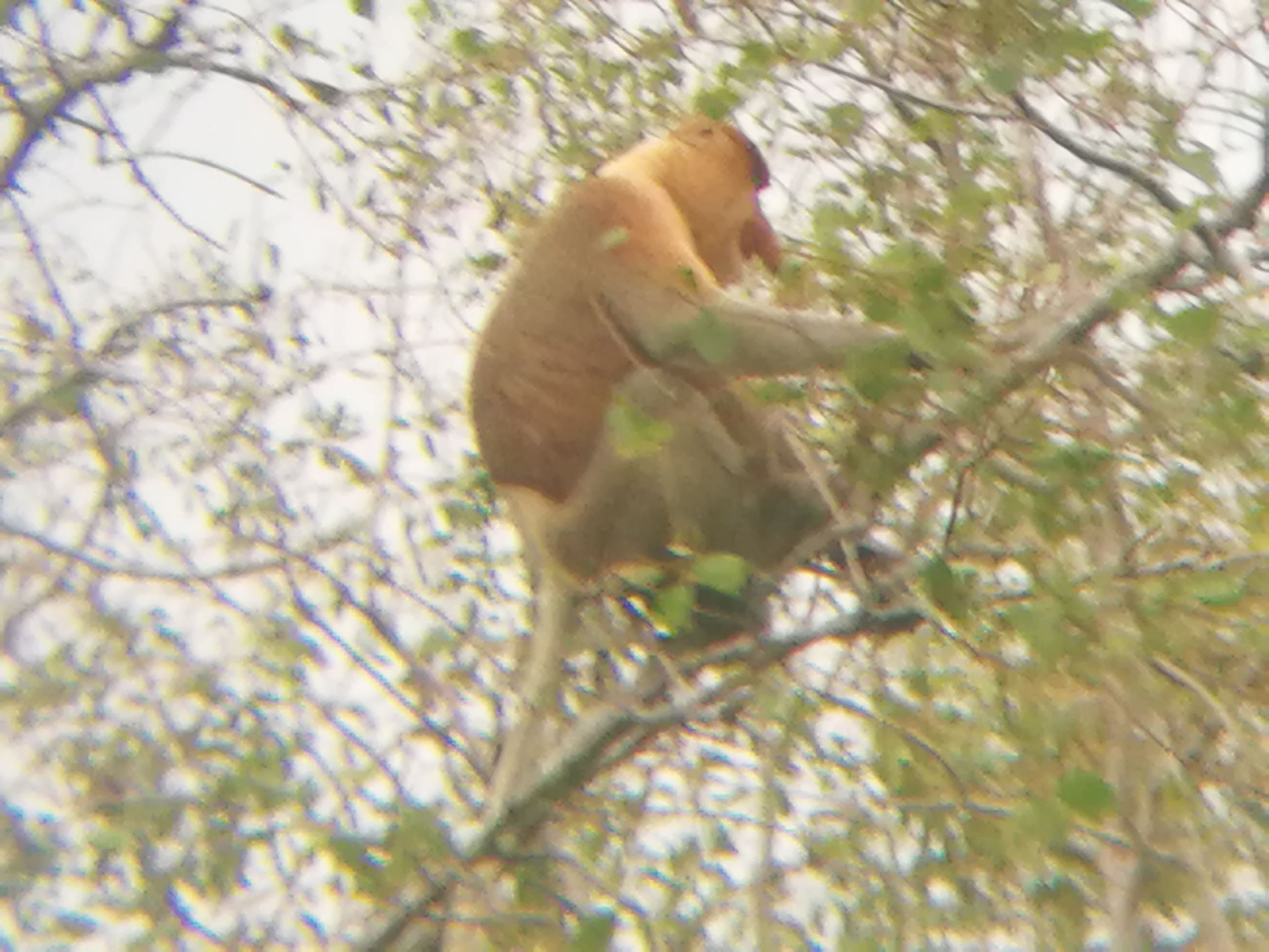 第一次沙巴克攻城,探索马来西亚沙巴美丽之旅
