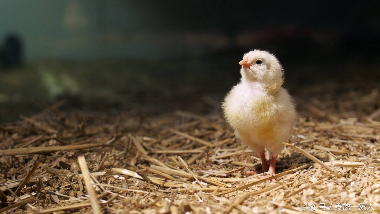 养鸡方法鸡拉白痢怎么办,鸡治白痢最快方法