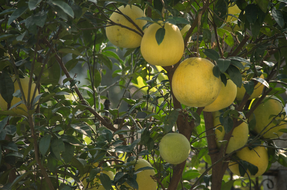 红心柚子是染色的实验告诉你真相,红心柚是染色的吗