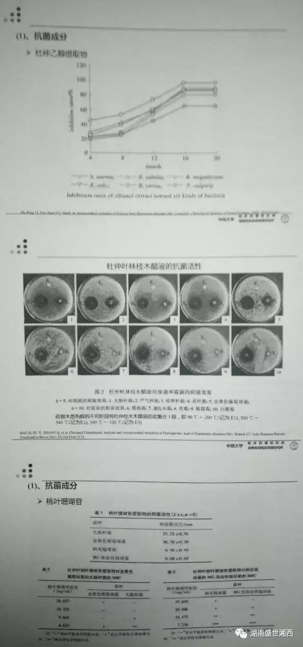 现代药理学表明杜仲具有三降「血压、血糖、血脂」、四抗、五护！