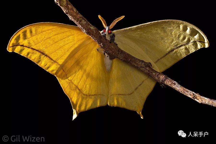 如何分辨蛾子的幼虫和蝴蝶的幼虫,蛾子和蝴蝶哪个身体纤细体毛少