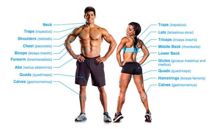 二头肌正确刺激方法,怎么给肱二头肌上强度