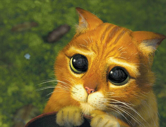 猫咪睁只眼闭只眼是怎么治好,宠物猫猫的眼睛护理及技巧