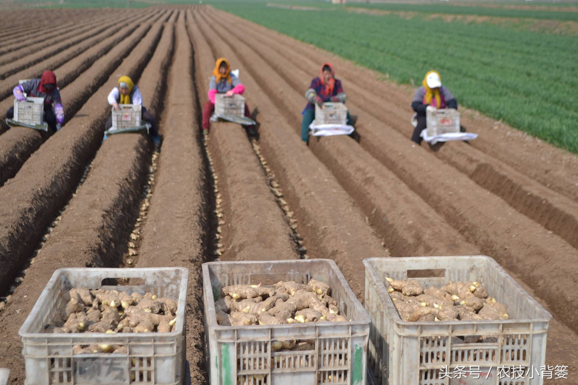 大姜增产增收,大姜高产记录