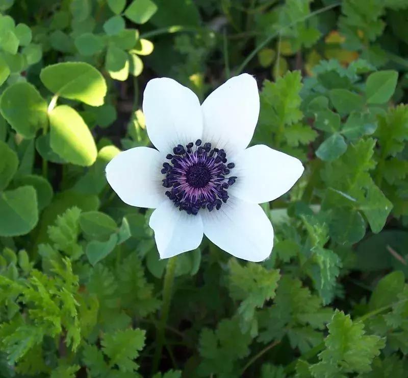 有寓意的花名英文名,有意义的花名英文