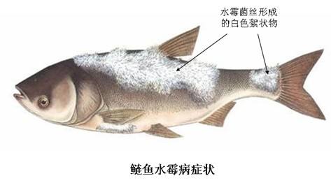 养鱼的朋友要知道的小技巧：水霉治疗方法