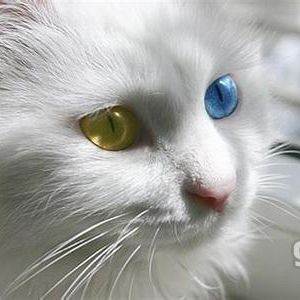 猫咪睁只眼闭只眼是怎么治好,宠物猫猫的眼睛护理及技巧