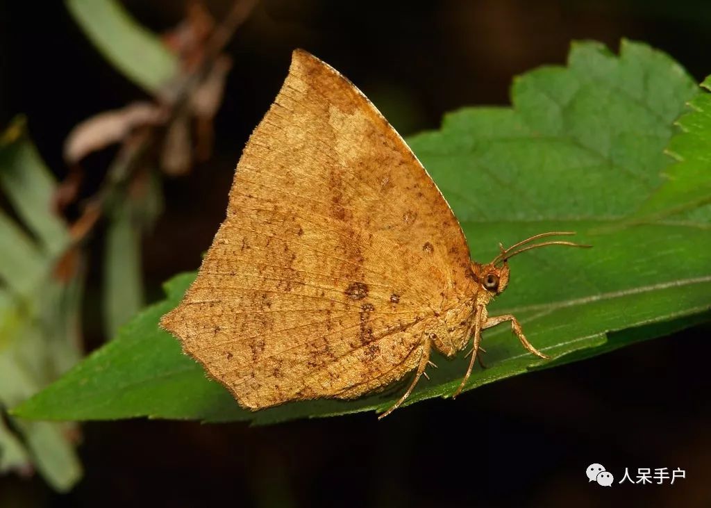 如何分辨蛾子的幼虫和蝴蝶的幼虫,蛾子和蝴蝶哪个身体纤细体毛少