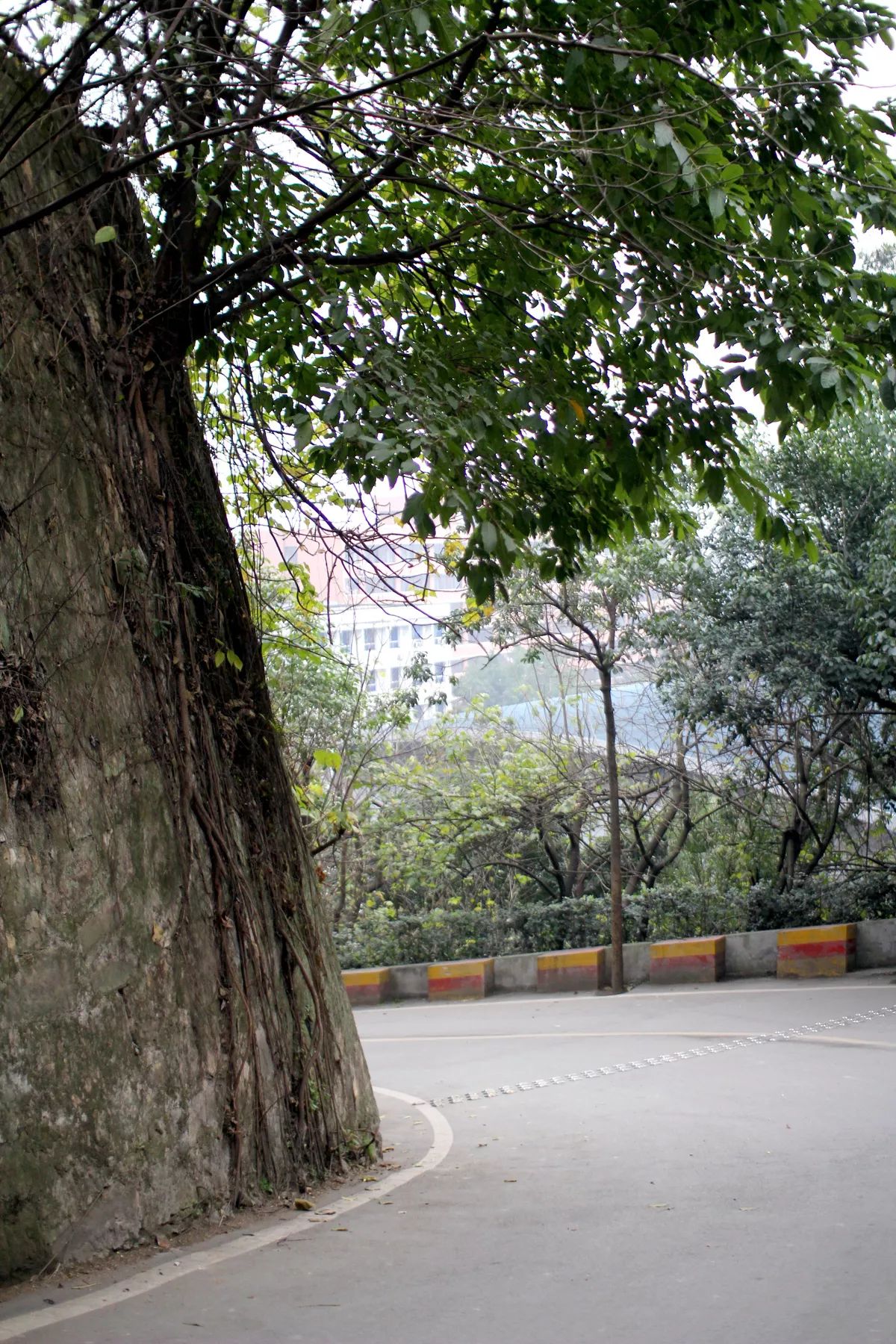 川外成都学院重庆,一个魔幻的佛系女子学院