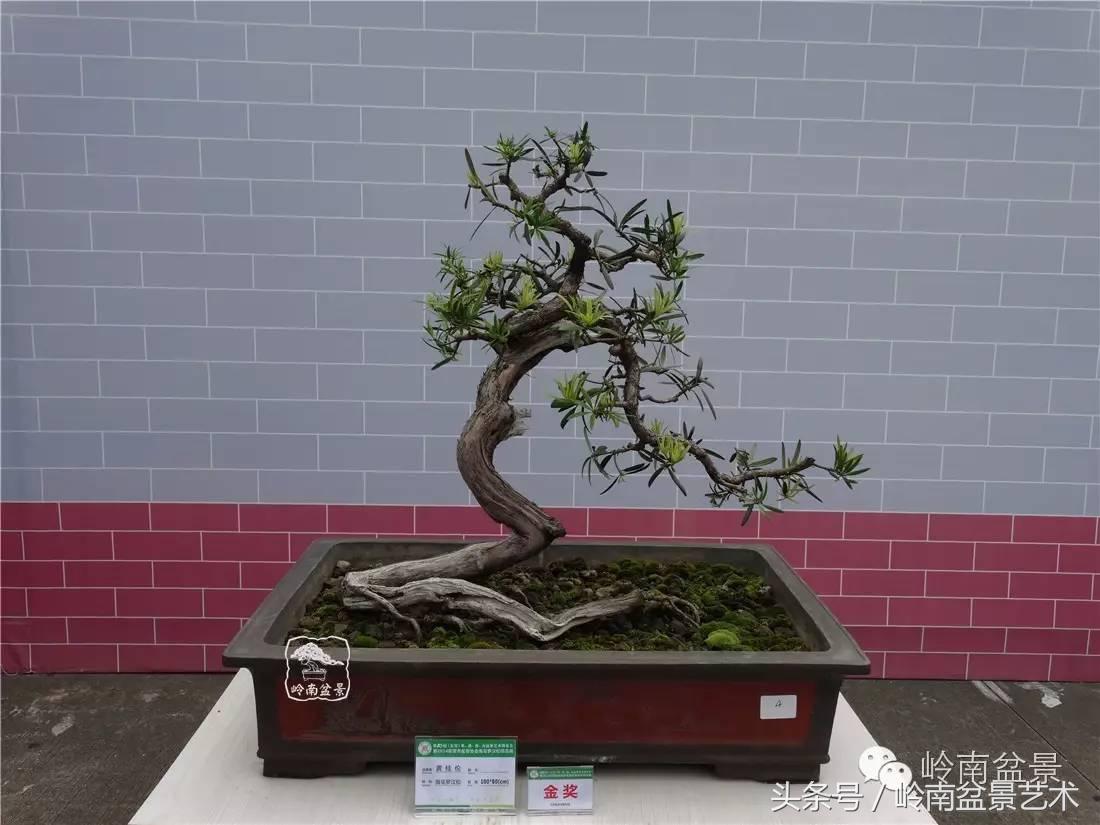 招财好运盆景,罗汉松开运招财