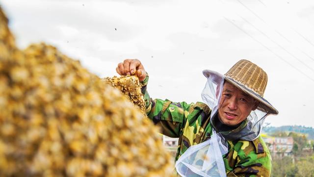 为什么正宗的好蜂蜜这么难卖,超市买的蜂蜜为什么不结晶