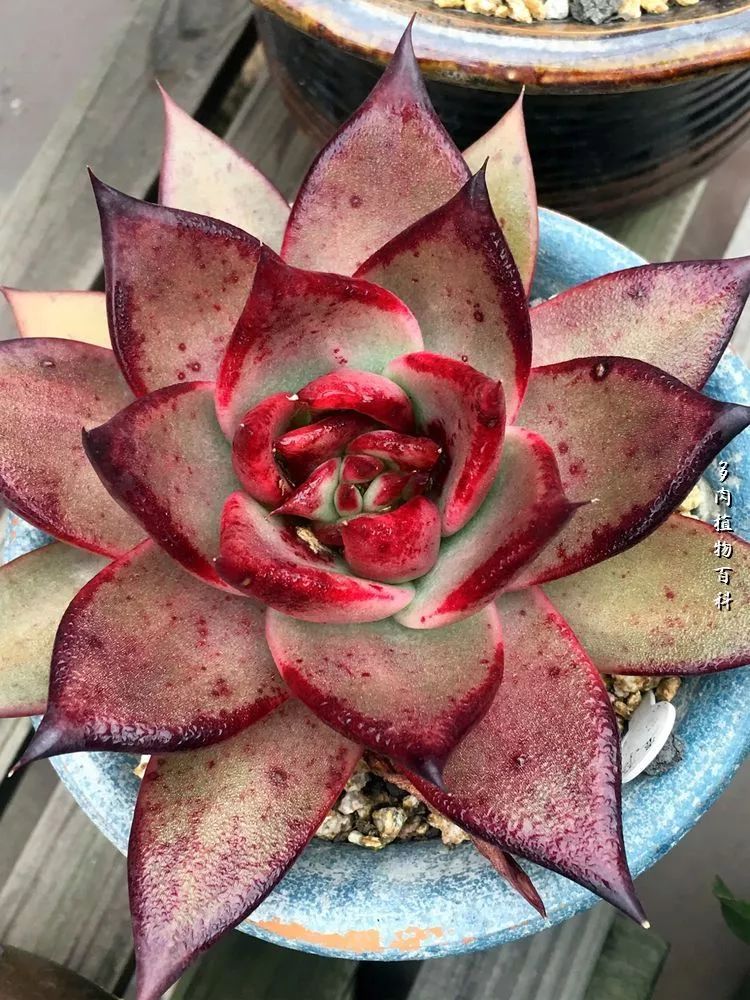 视觉盛宴美不胜收美图,视觉盛宴每个画面都美极了