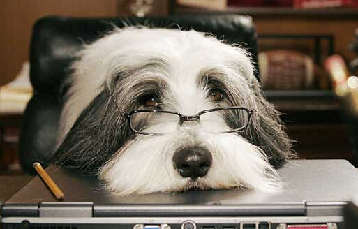 狗狗毛打结用什么洗,狗狗毛打结的处理方法