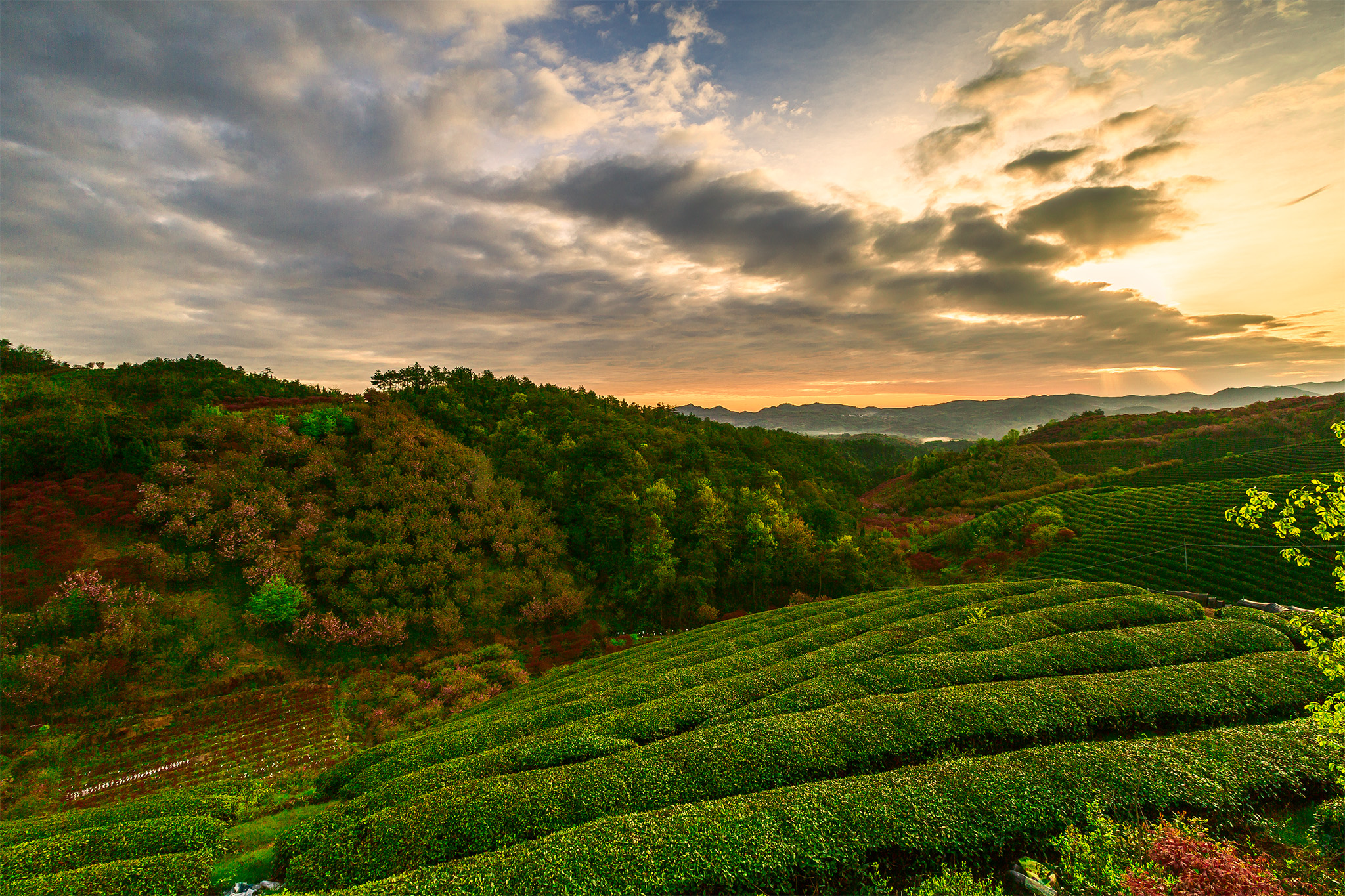 四明山地质公园和四明山森林公园,观四明山云海仙境有感