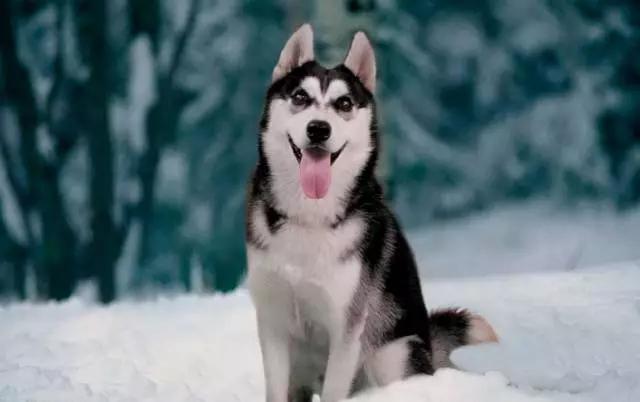 你必须知道的事情是什么,血统不纯正的哈士奇就是二哈吗