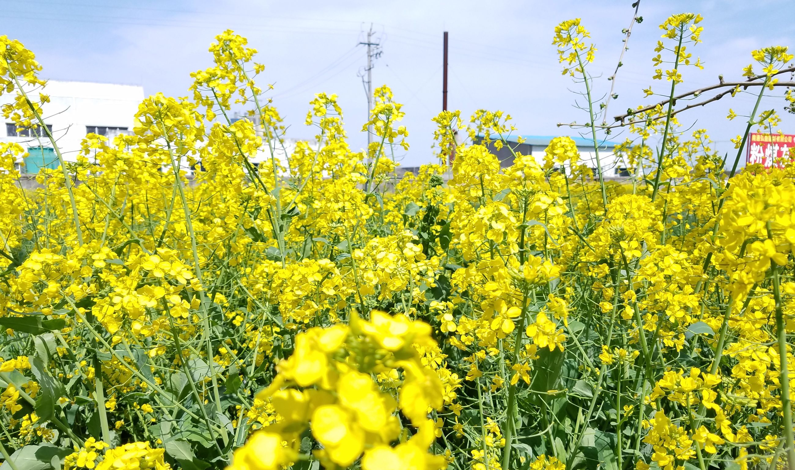 三星s7对比5s,三星s7e和note7