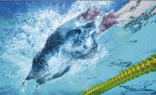 十二星座天蝎练田径行吗,十二星座适合当什么运动员