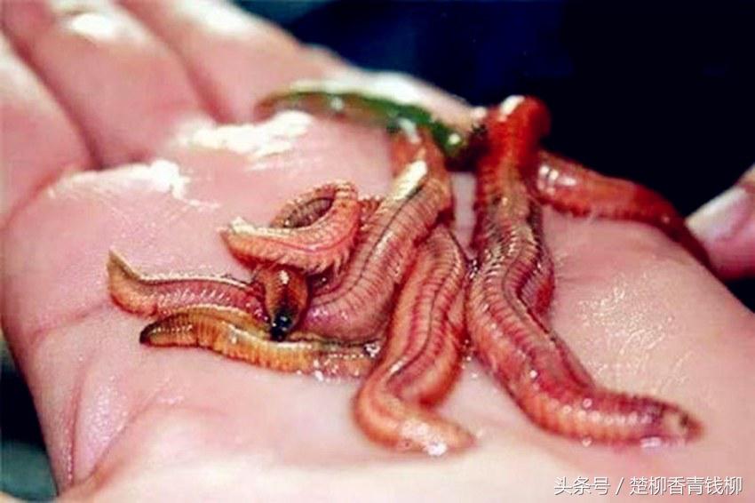 泥土里野生的美味,泥地里的野生美味