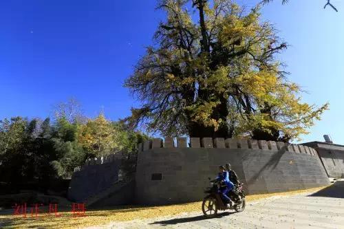 千年古银杏树腾冲界头,千年银杏树王的图片