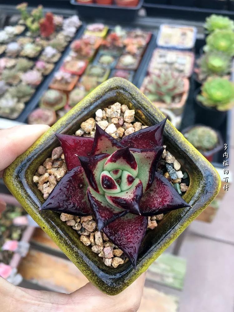 视觉盛宴美不胜收美图,视觉盛宴每个画面都美极了