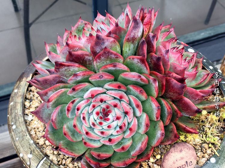 视觉盛宴美不胜收美图,视觉盛宴每个画面都美极了