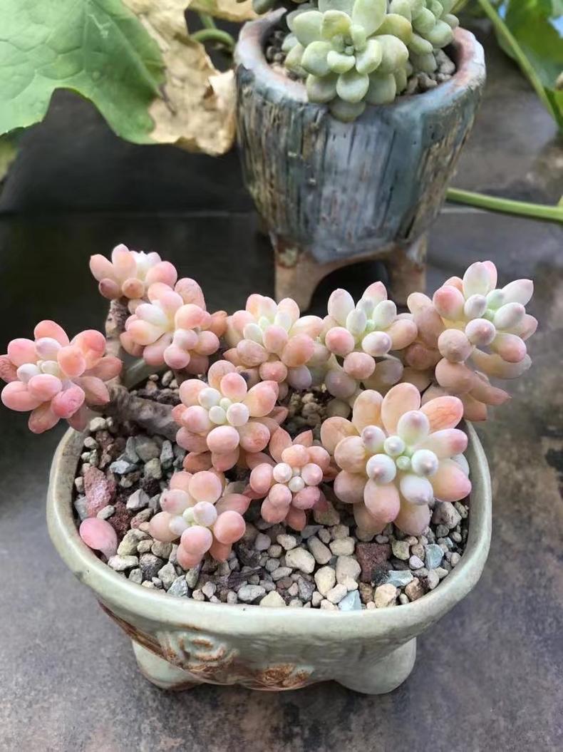 多肉老桩皮实还是小棵的好养,刚买回来的老桩多肉换盆注意事项