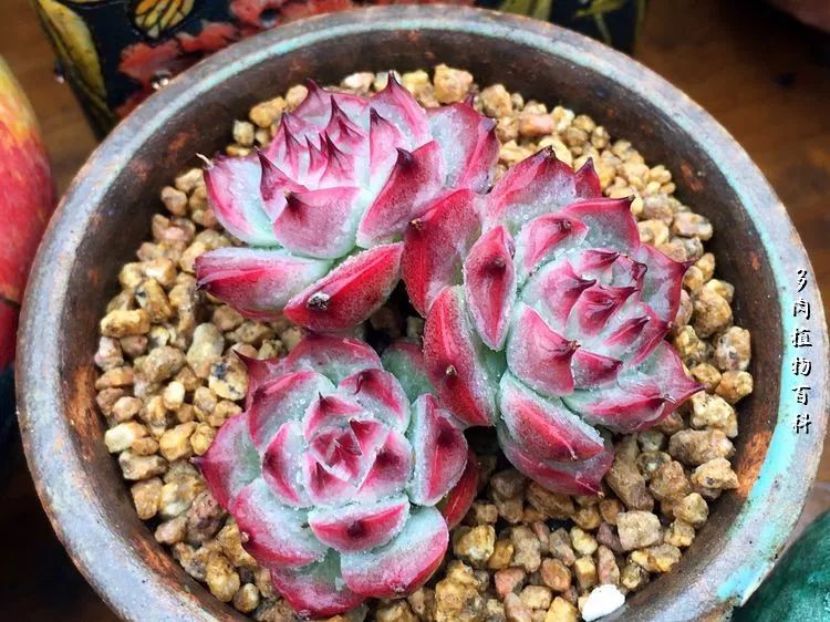 视觉盛宴美不胜收美图,视觉盛宴每个画面都美极了