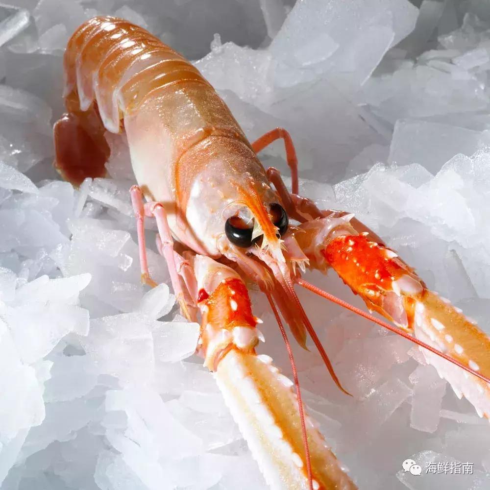 新西兰海鳌虾刺身,爱尔兰鳌虾刺身优惠