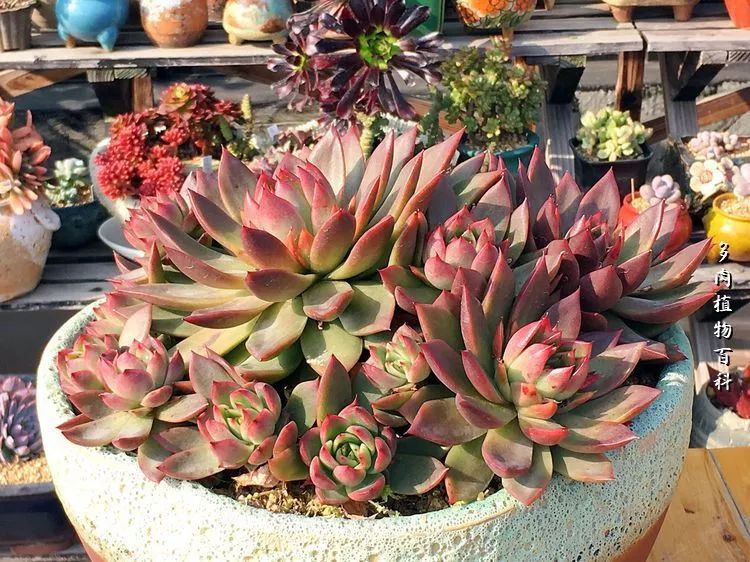 视觉盛宴美不胜收美图,视觉盛宴每个画面都美极了