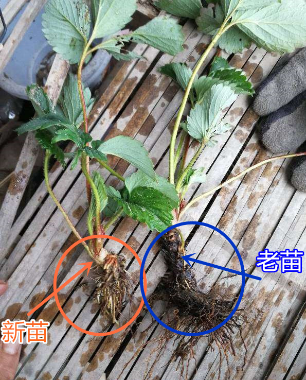 第1次种草莓怎么选苗,怎么辨别野草莓和家草莓苗