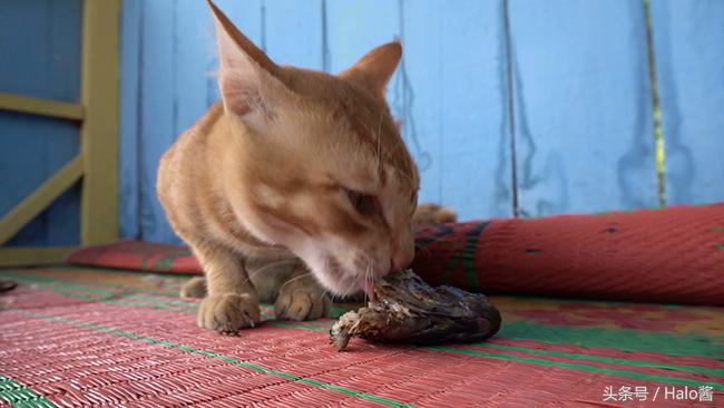 猫咪吃东西满地都是怎么解决,猫咪不喝自己碗里的水怎么办