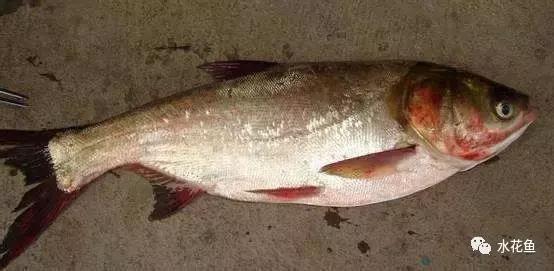 鱼类败血症,鱼病毒性败血症